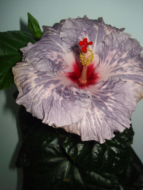  - Hibiscus Calm Ocean