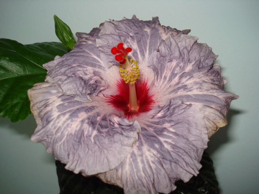  - Hibiscus Calm Ocean