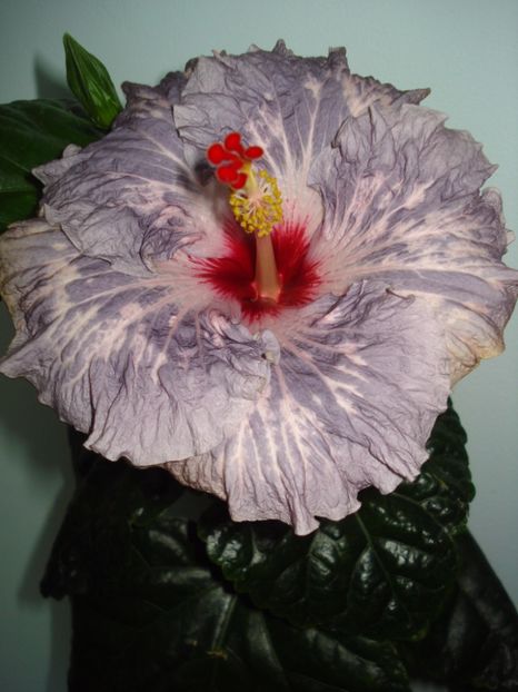  - Hibiscus Calm Ocean