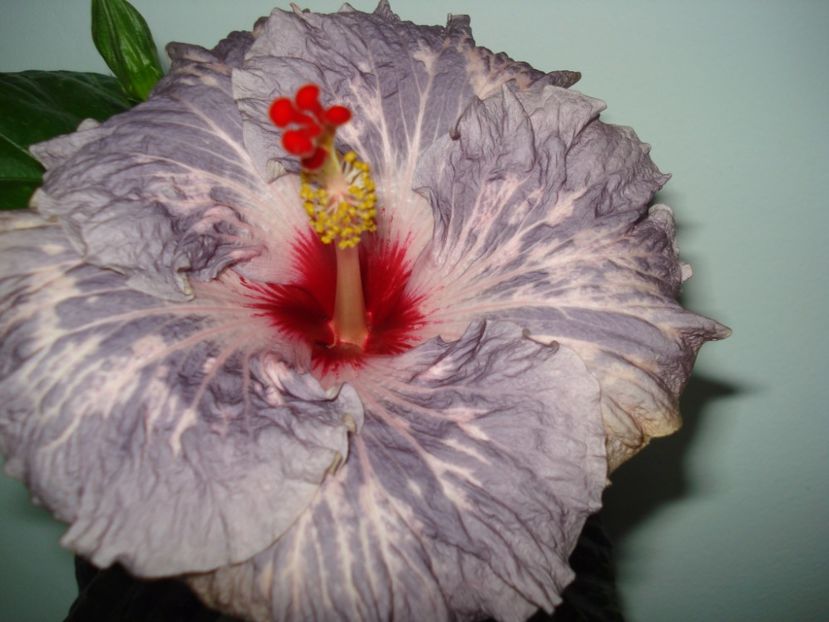  - Hibiscus Calm Ocean