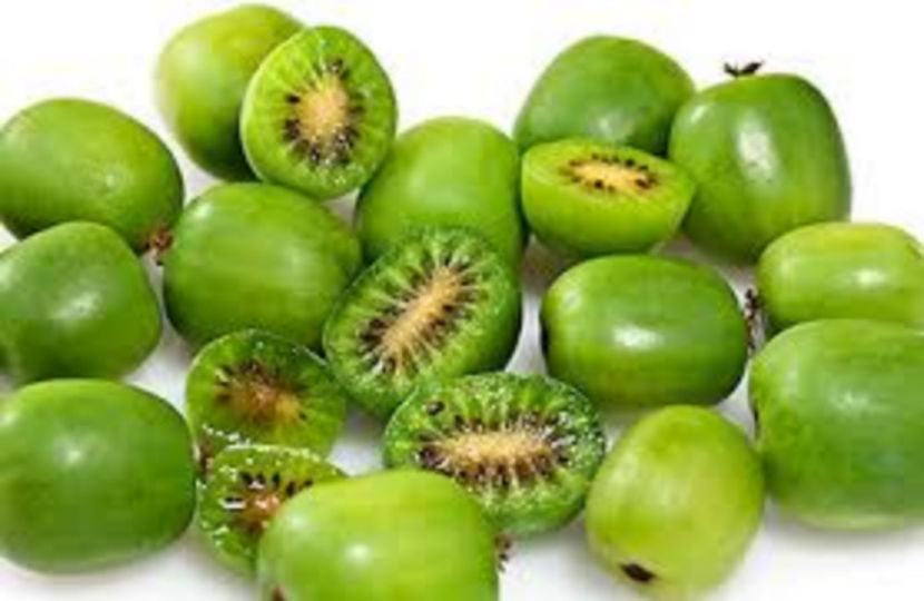 Kiwi issai 1 - Kiwi Issai