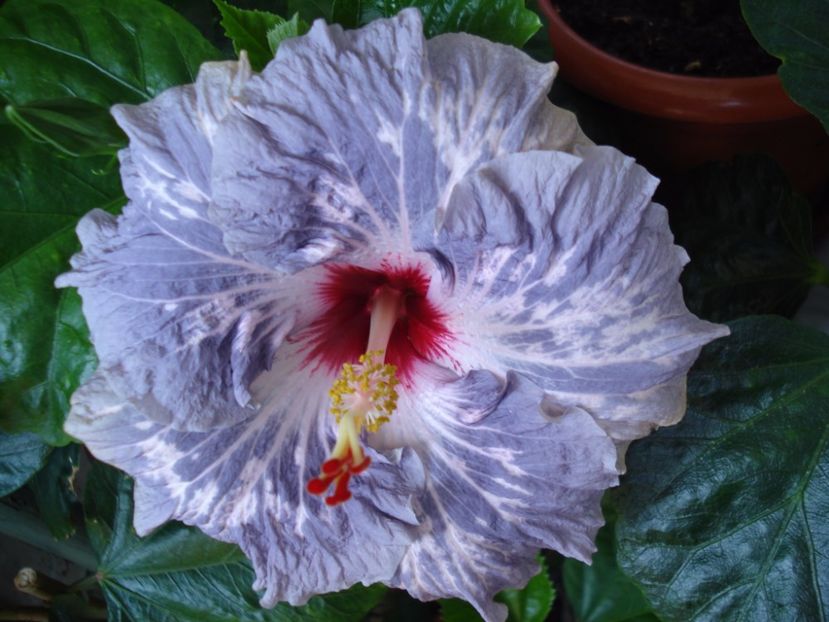 Calm Ocean - HIBISCUS 2017