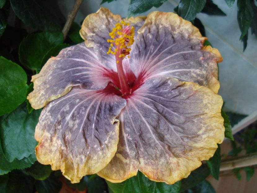 Gabriel - HIBISCUS 2017