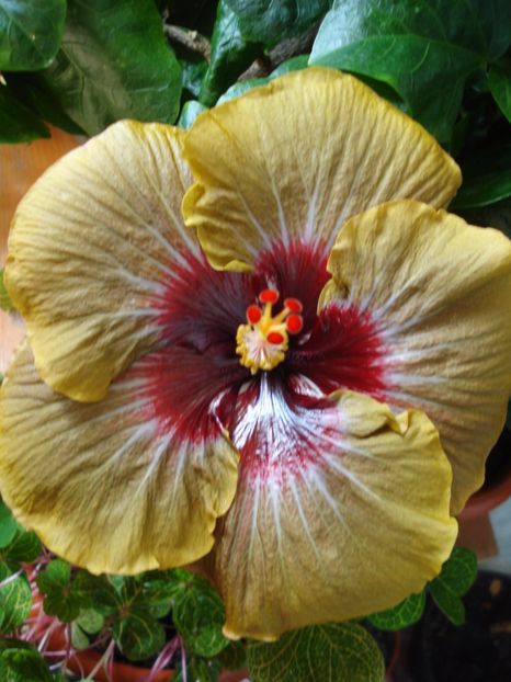 Magic Mission - HIBISCUS 2017