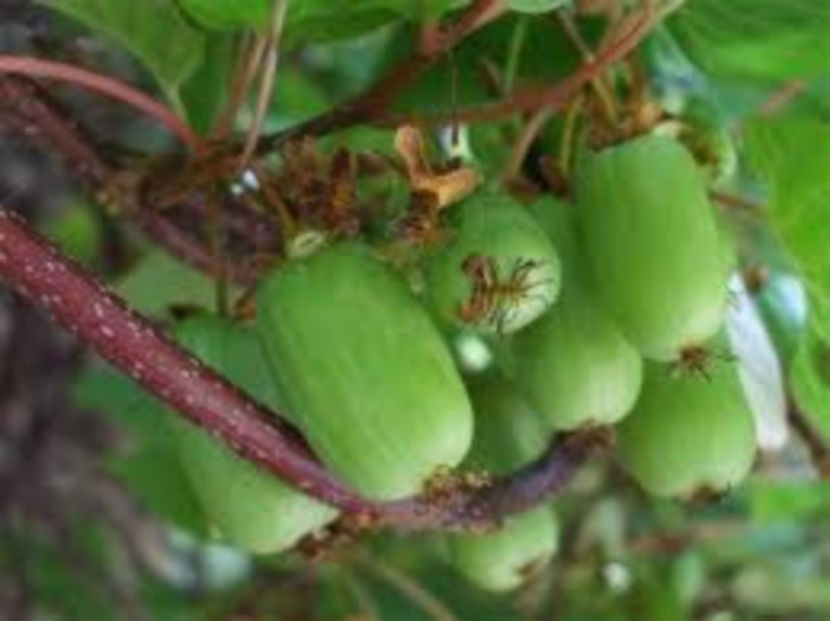 Kiwi 1 - Kiwi Soiul - Kalomikta