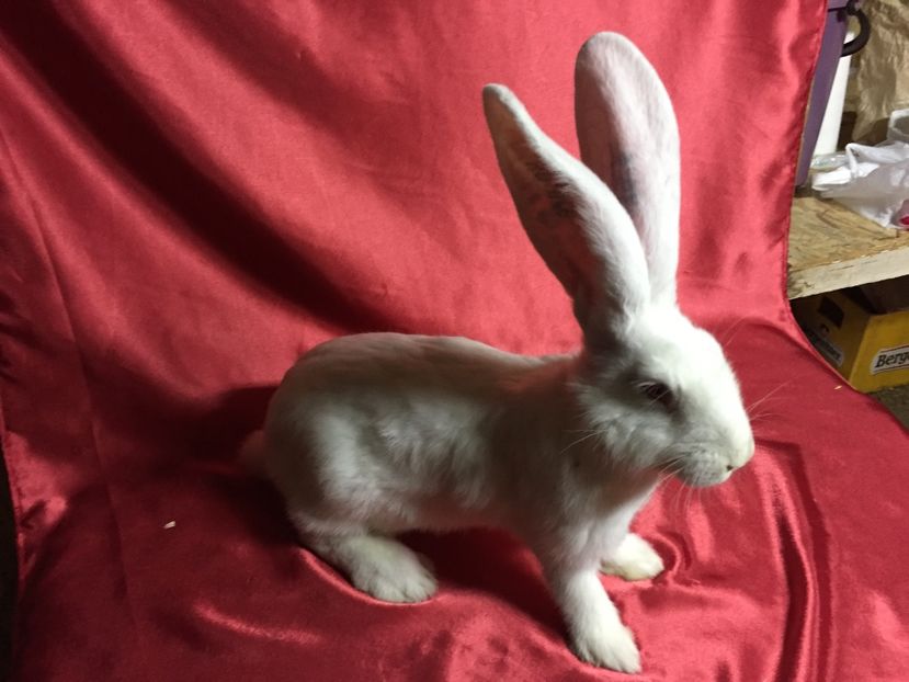 DIN 11.12.2016 - TINERET 2017