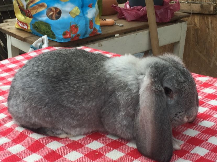 Masculas - Cuib 1 din 23 Ian 2017