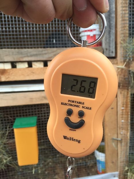 image - Cuib 1 din 23 Ian 2017