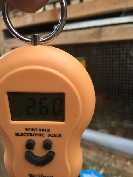 image - Cuib 1 din 23 Ian 2017