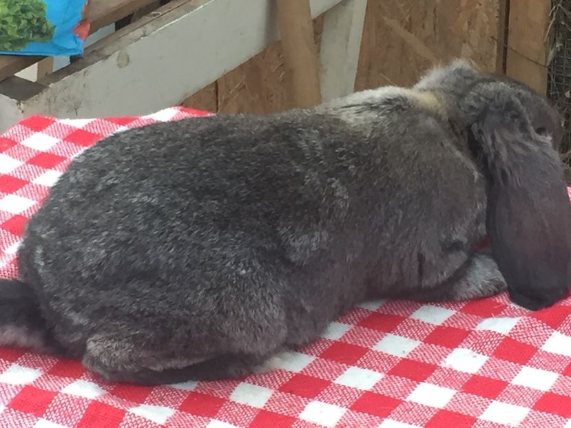 Masculas - Cuib 1 din 23 Ian 2017