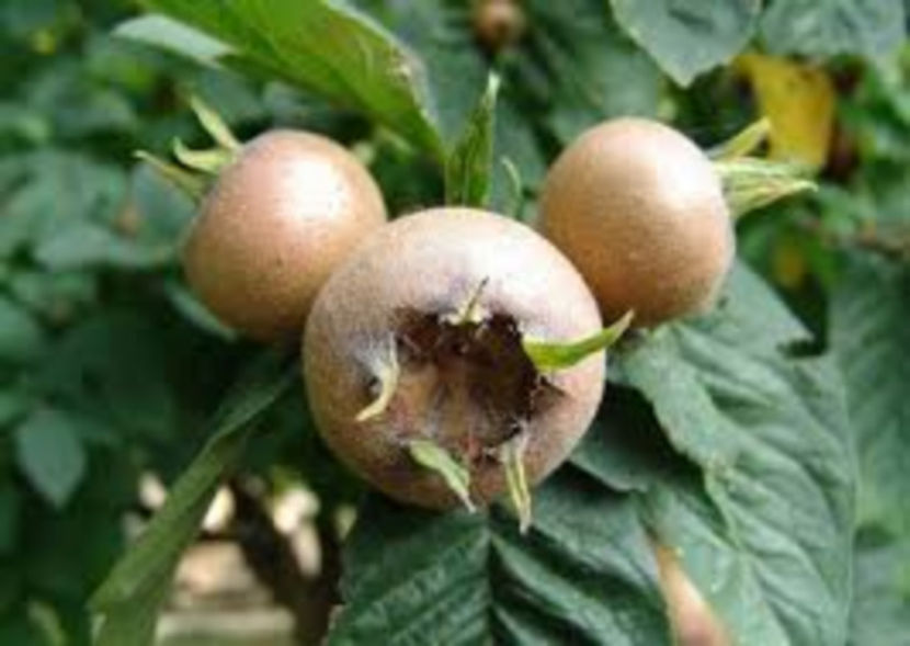 Mosmon - Mosmon comun Mespilus