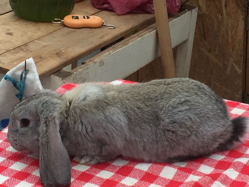 Femeluta - Cuib 1 din 23 Ian 2017