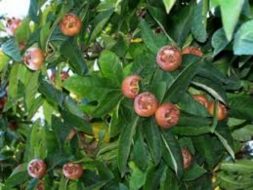 Mosmon 2 - Mosmon comun Mespilus