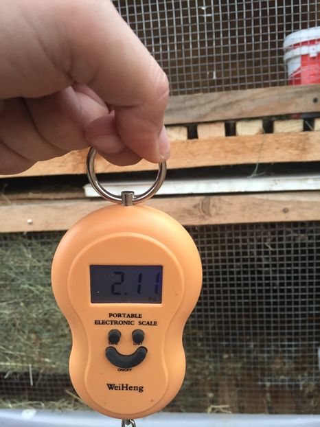 image - Cuib 1 din 23 Ian 2017