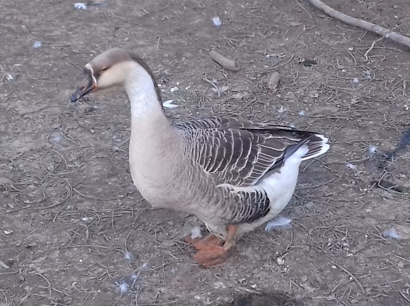 IMG-20170328-WA0017 - Gastele