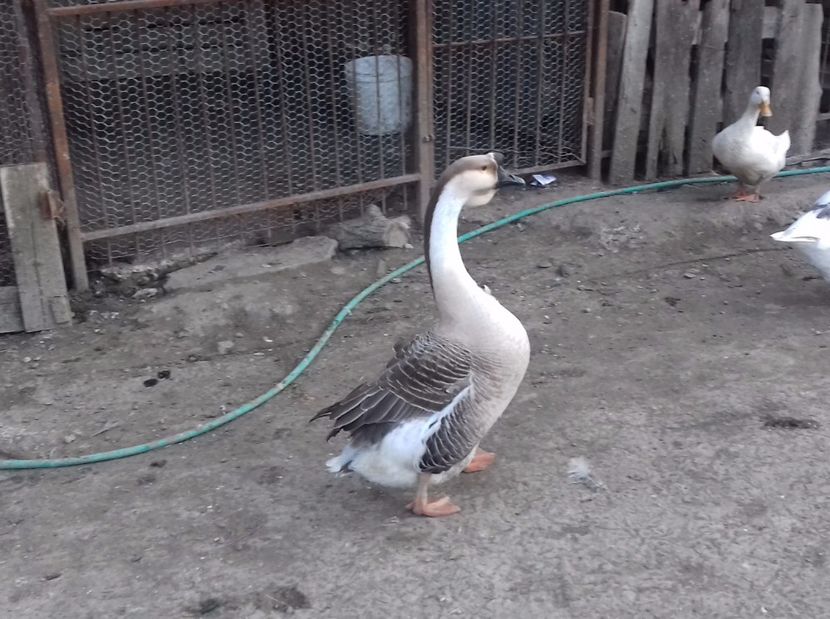 IMG-20170328-WA0026 - Gastele