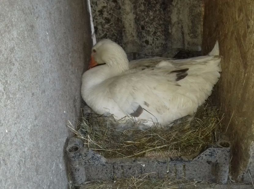 closca nr 1 an 2017 - Gastele