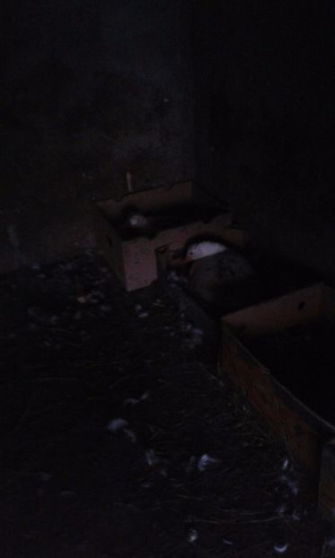 closca nr 3 nr 4  2017 - Gastele