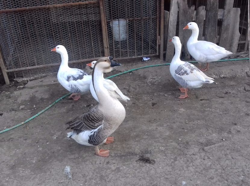 IMG-20170328-WA0028 - Gastele