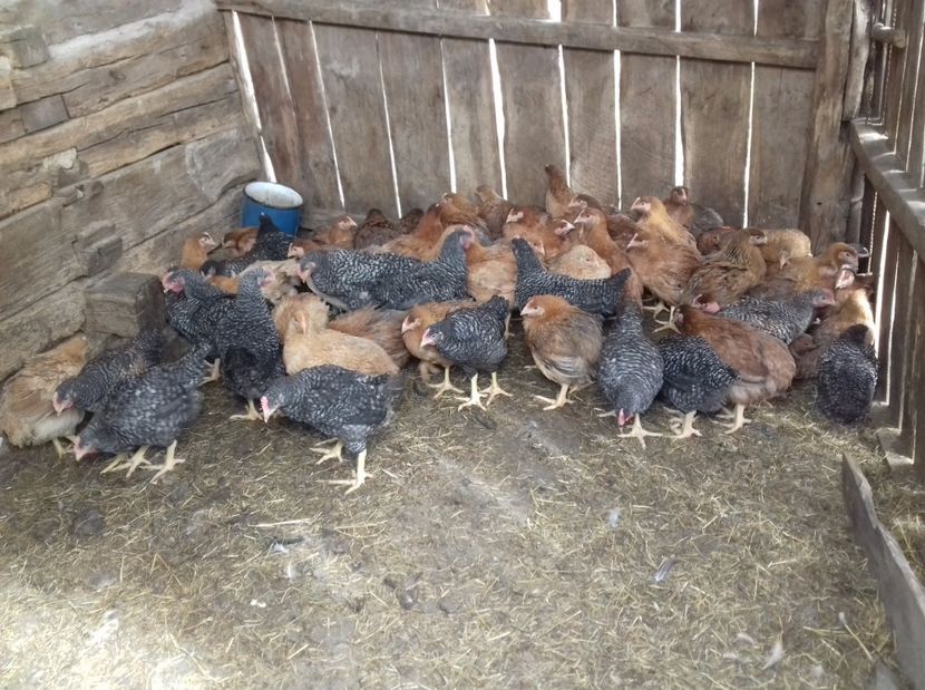 IMG-20170327-WA0013 - Gaini