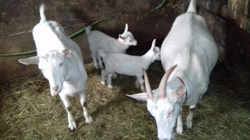 De vânzare - aa saanen