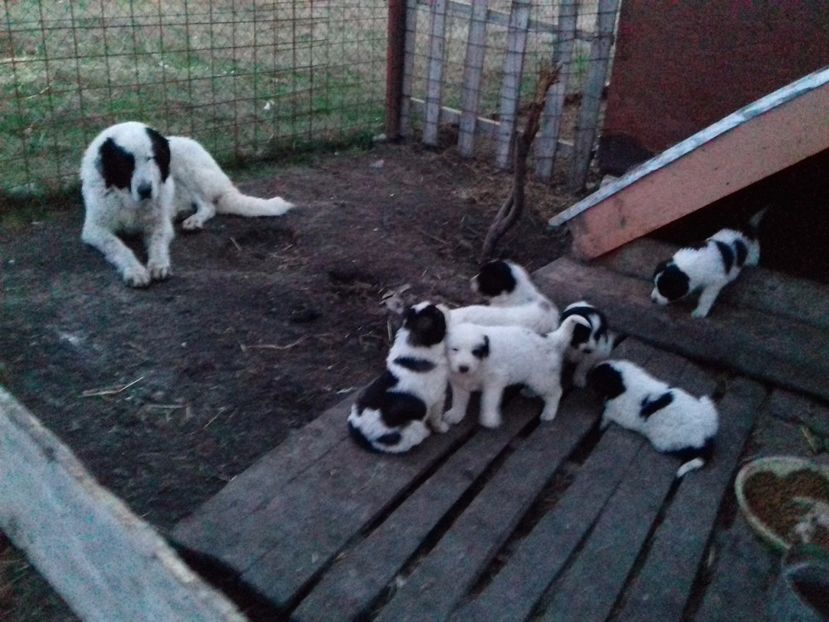 sintem 7.. - C Paza casei  Lola