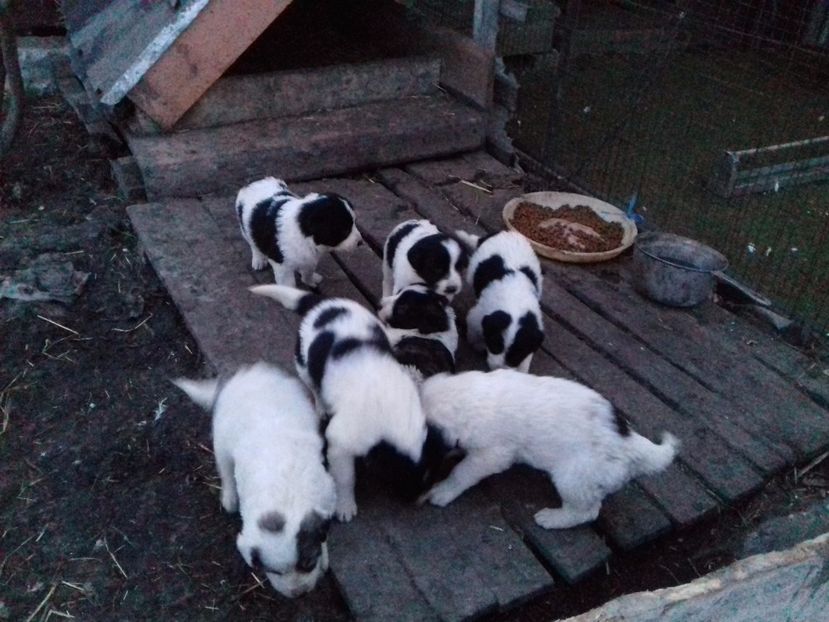 4 fete si 3 baieti.. - C Paza casei  Lola