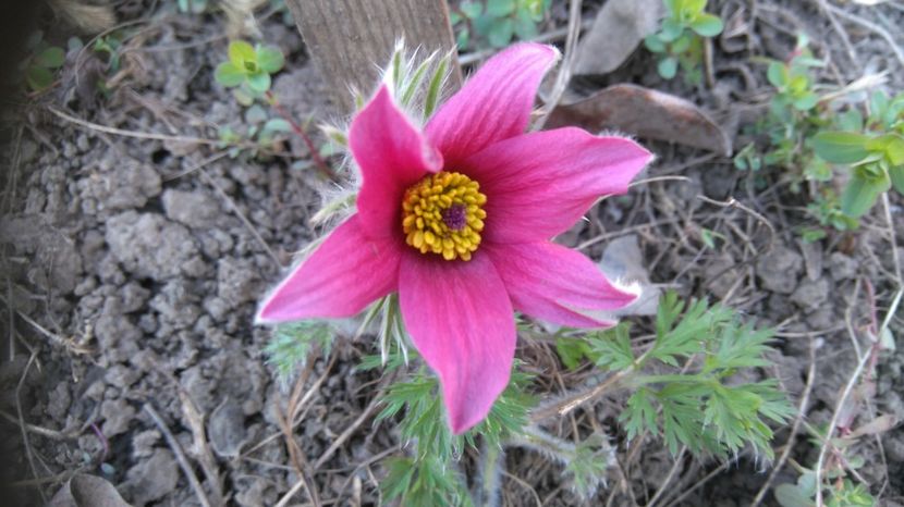 pulsatilla-vulgaris-pinwheel-dark-red - Gradina flori 2017