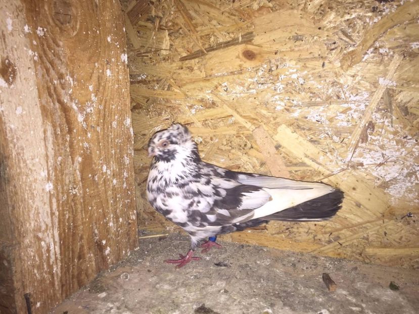 Femela 2016 - Jucatori de Ardeal