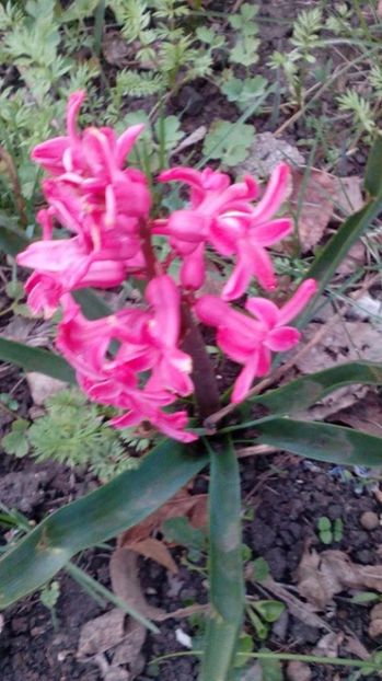  - A-A Gradina cu flori 2017