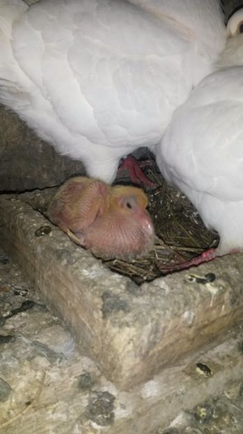 King - pui 2017 din toate rasele