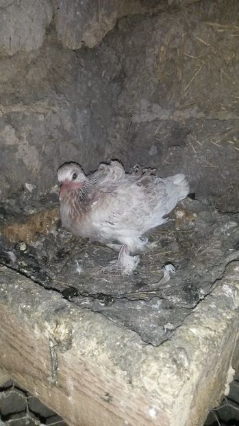 Cret maghiar - pui 2017 din toate rasele