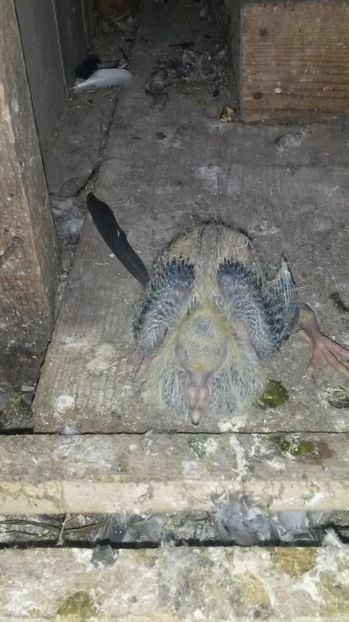 Gusat maghiar - pui 2017 din toate rasele