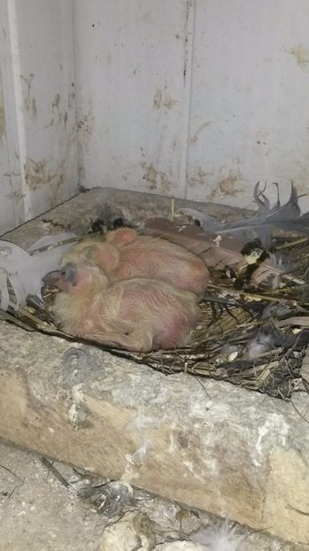 Voltat indian - pui 2017 din toate rasele