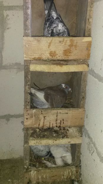 3 tatici - pui 2017 din toate rasele