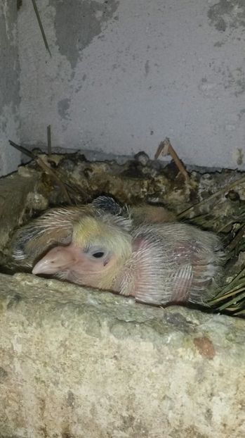 Voiajor - pui 2017 din toate rasele