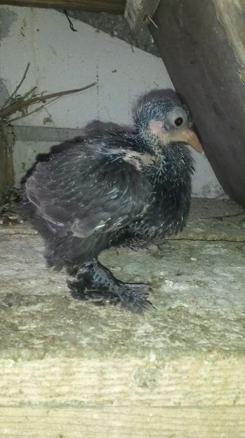 Tobosar german - pui 2017 din toate rasele