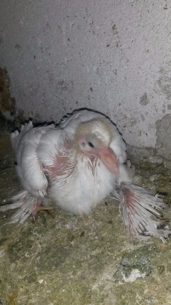 Gusat pomerania - pui 2017 din toate rasele