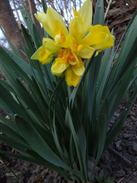  - E primavara iarasi primavara