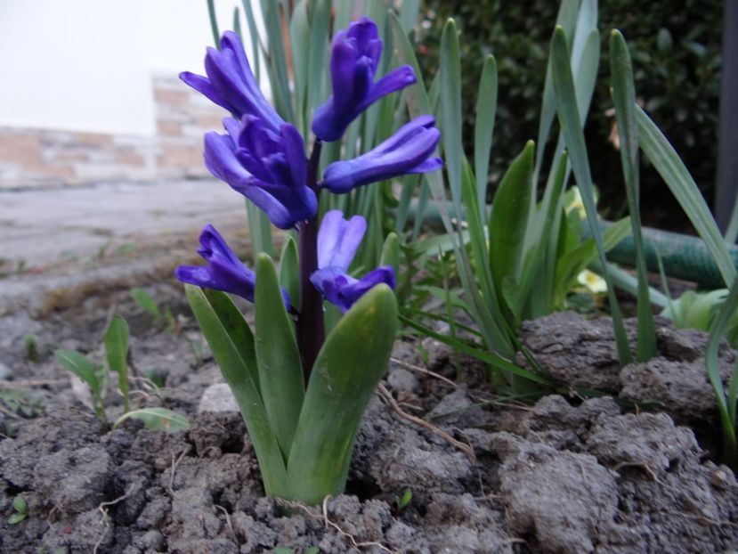  - E primavara iarasi primavara