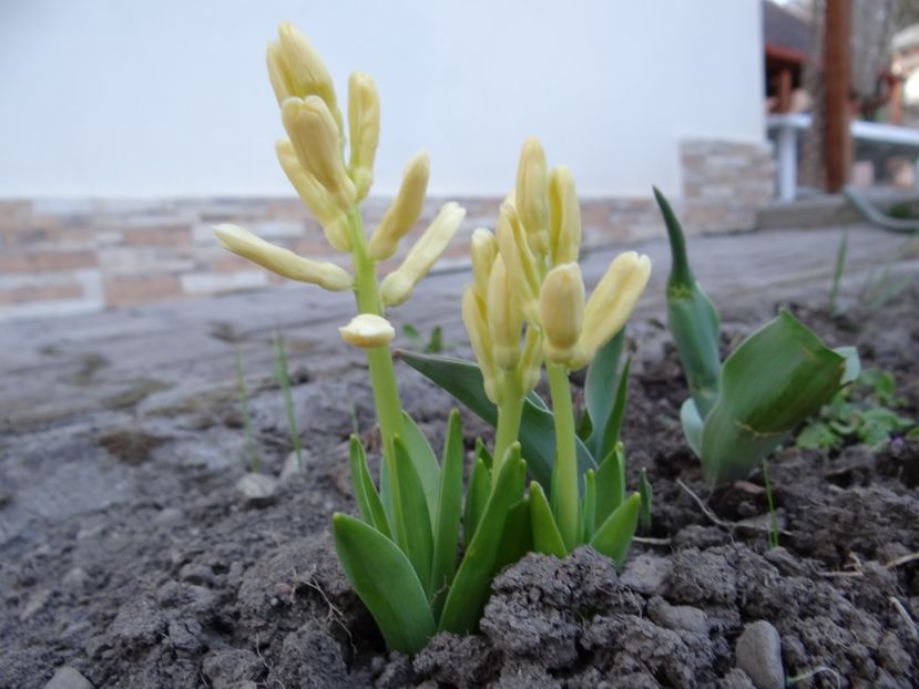  - E primavara iarasi primavara