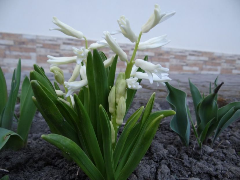  - E primavara iarasi primavara