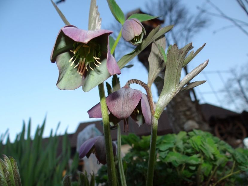  - E primavara iarasi primavara