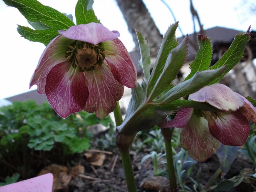 Multumesc Hilde :) - E primavara iarasi primavara