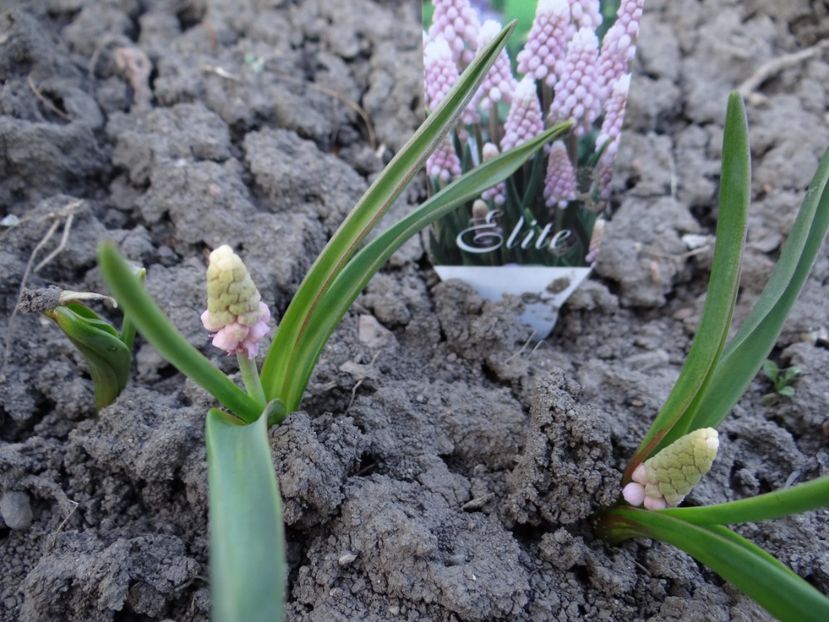 muscari roz - E primavara iarasi primavara