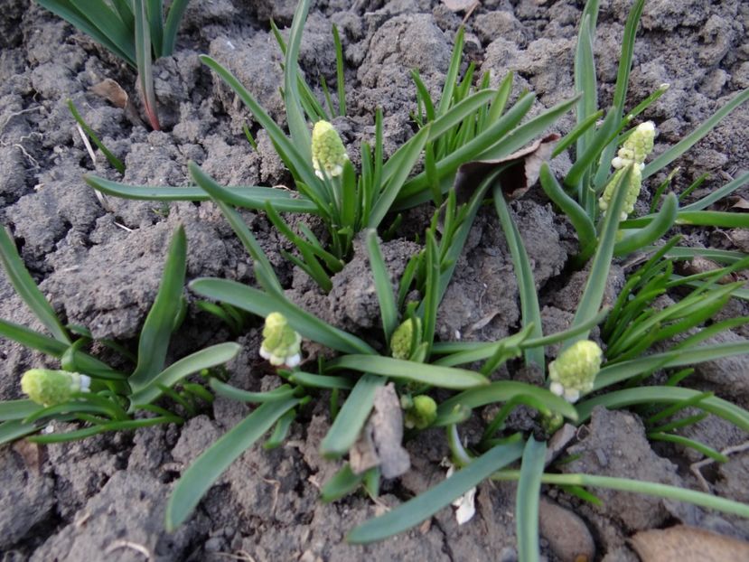 ... si alb... - E primavara iarasi primavara