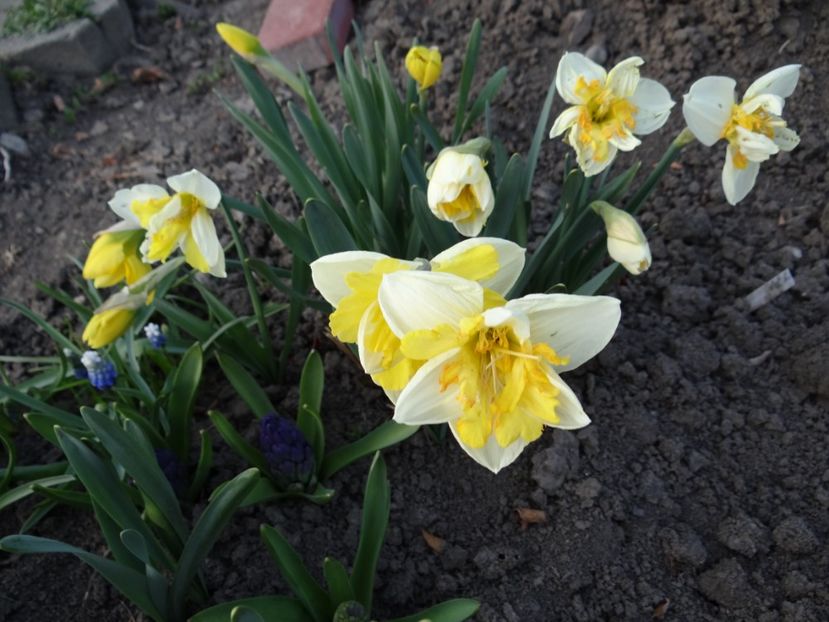 Casata - E primavara iarasi primavara