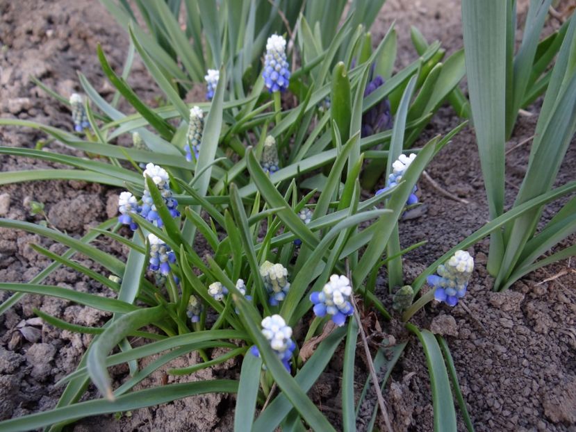  - E primavara iarasi primavara