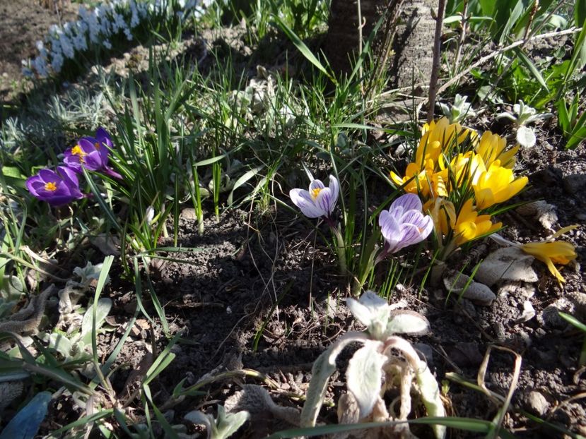  - E primavara iarasi primavara