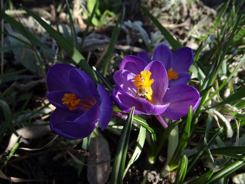  - E primavara iarasi primavara